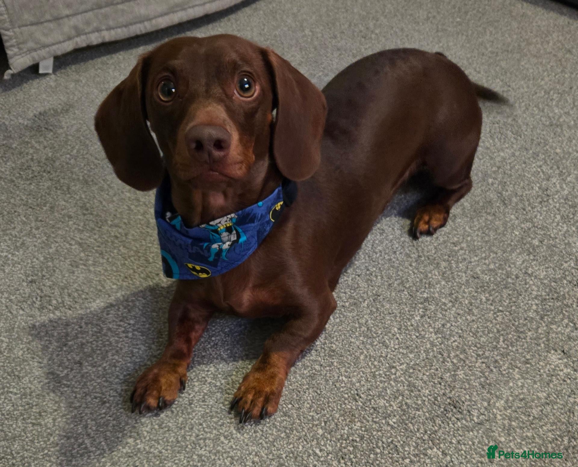 Dachshund dogs Stunning Pedigree Miniature Dachshund Stud Dog - Advert 2