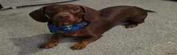 Dachshund dogs for stud: Stunning Pedigree Miniature Dachshund Stud Dog - Advert 2