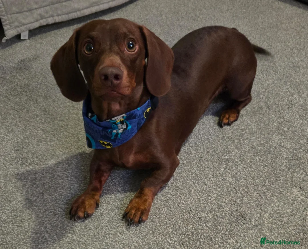 Dachshund dogs for stud: Stunning Pedigree Miniature Dachshund Stud Dog - Advert 2