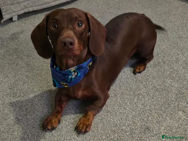 Dachshund dogs for stud: Stunning Pedigree Miniature Dachshund Stud Dog - Advert 2