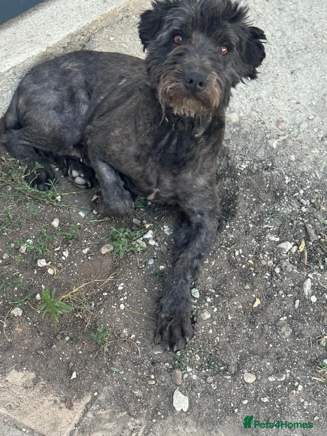 Mixed Breed dogs for adoption: Darling Bobby needs to be loved! - Advert 2