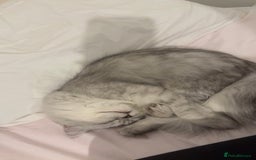 Persian cats for sale: Fluffy kitten white& silver coat girl chinchilla - Image 3