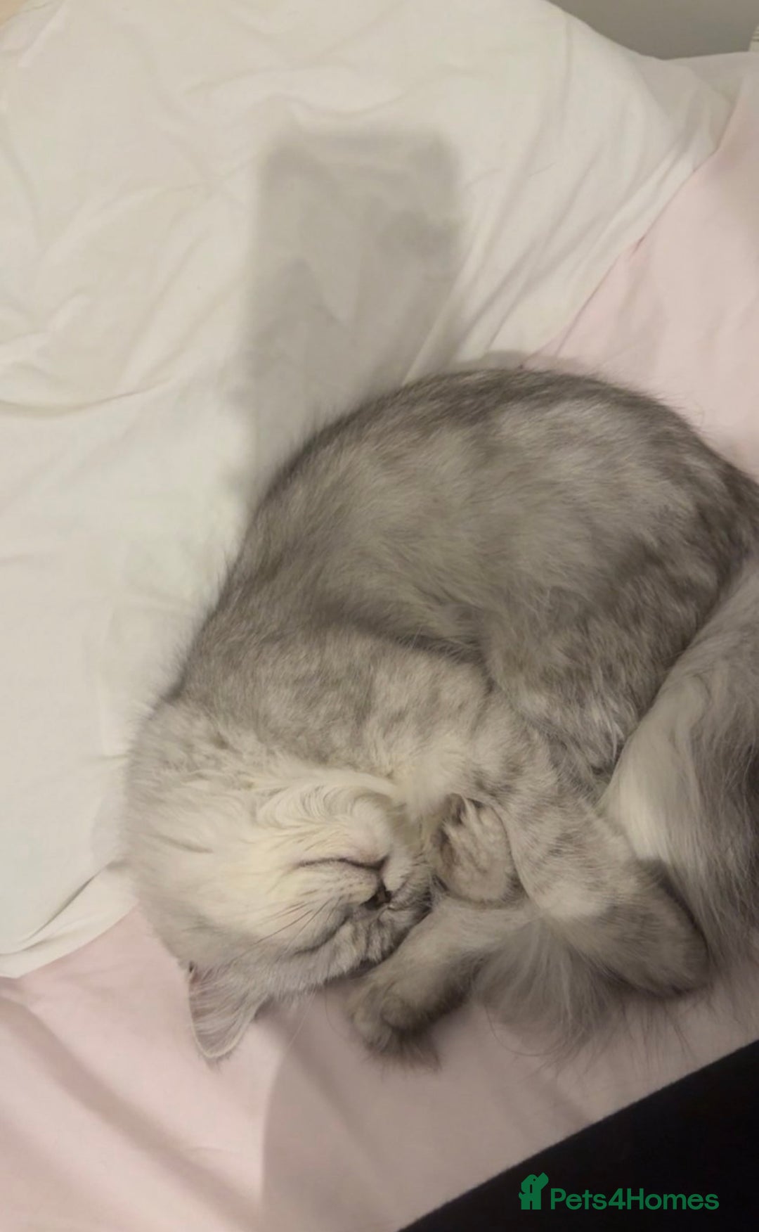 Persian cats for sale: Fluffy kitten white& silver coat girl chinchilla - Image 3