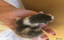 Mixed Breed cats for sale: Stunning ragdoll mix kittens for 5 star homes - Image 7