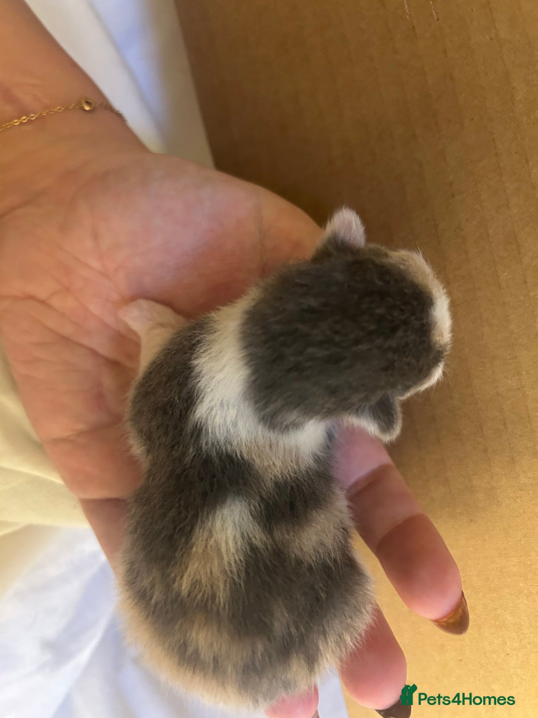 Mixed Breed cats for sale: Stunning ragdoll mix kittens for 5 star homes - Image 7