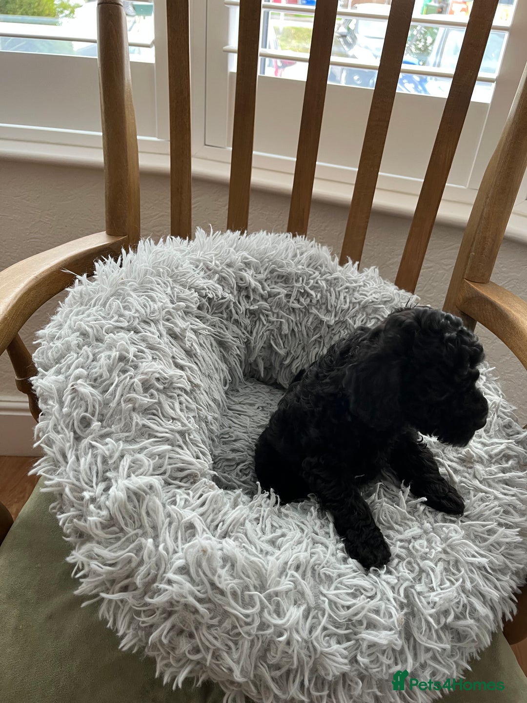 Toy Poodle dogs for sale: Toy Poodle Puppies  - Image 17