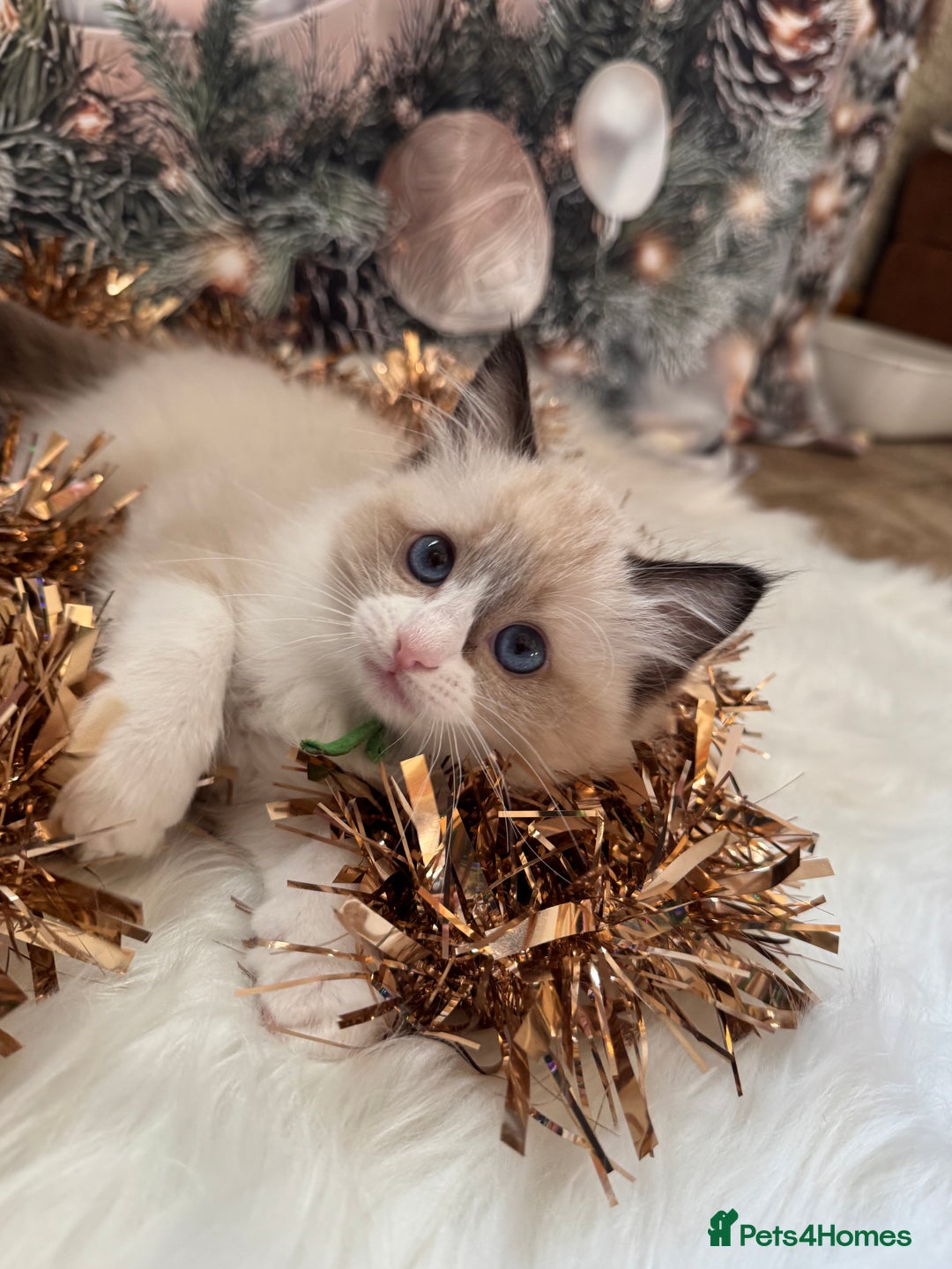 Ragdoll cats for sale: 🏆 gccf ragdoll grand champion kittens 🏆 - Advert 16