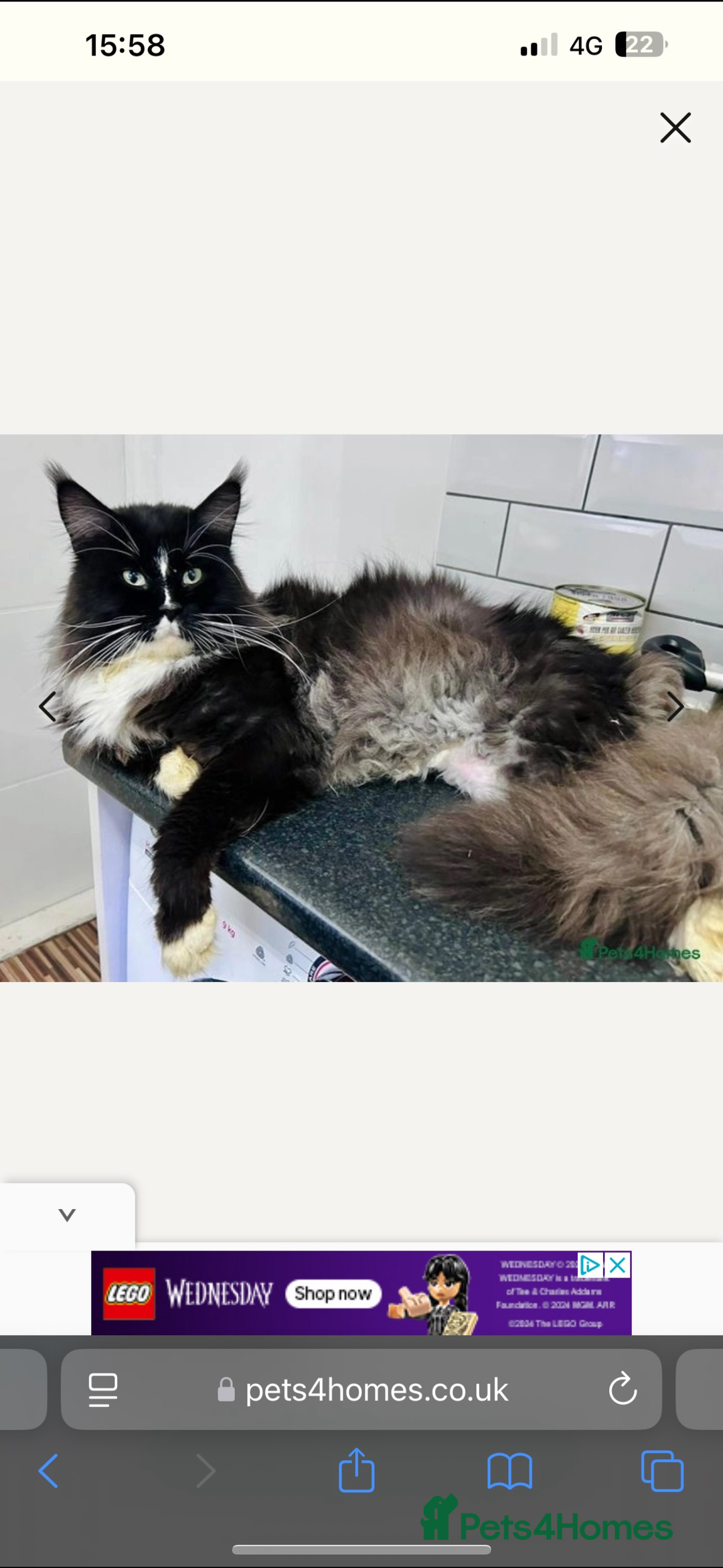 Maine Coon cats for sale: 2 beautiful Maine coon kittens  - Advert 11