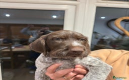 German Wirehaired Pointer dogs for sale: Beautiful GWP Pups For Sale Bred For Their Nature - Image 5