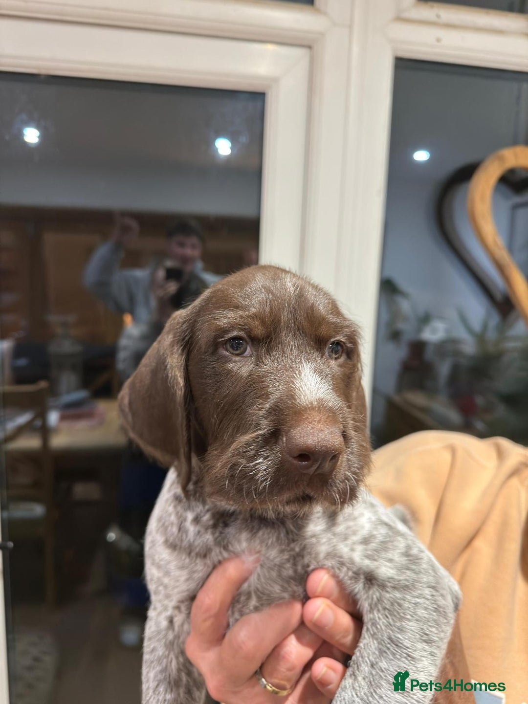 German Wirehaired Pointer dogs for sale: Beautiful GWP Pups For Sale Bred For Their Nature - Image 5