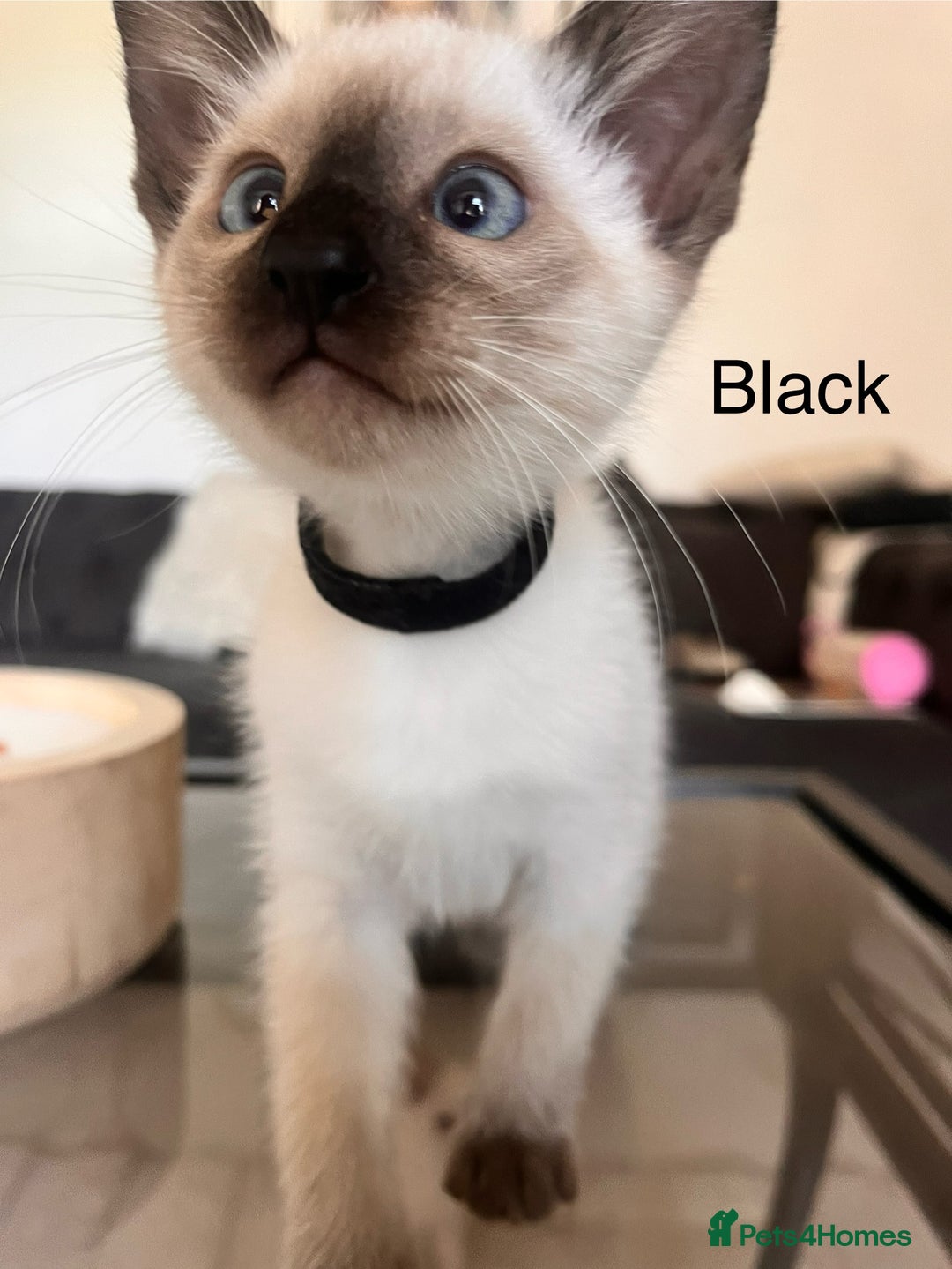 Siamese cats for sale: Human Toilet Trained! Exquisite Siamese Kittens - Image 37