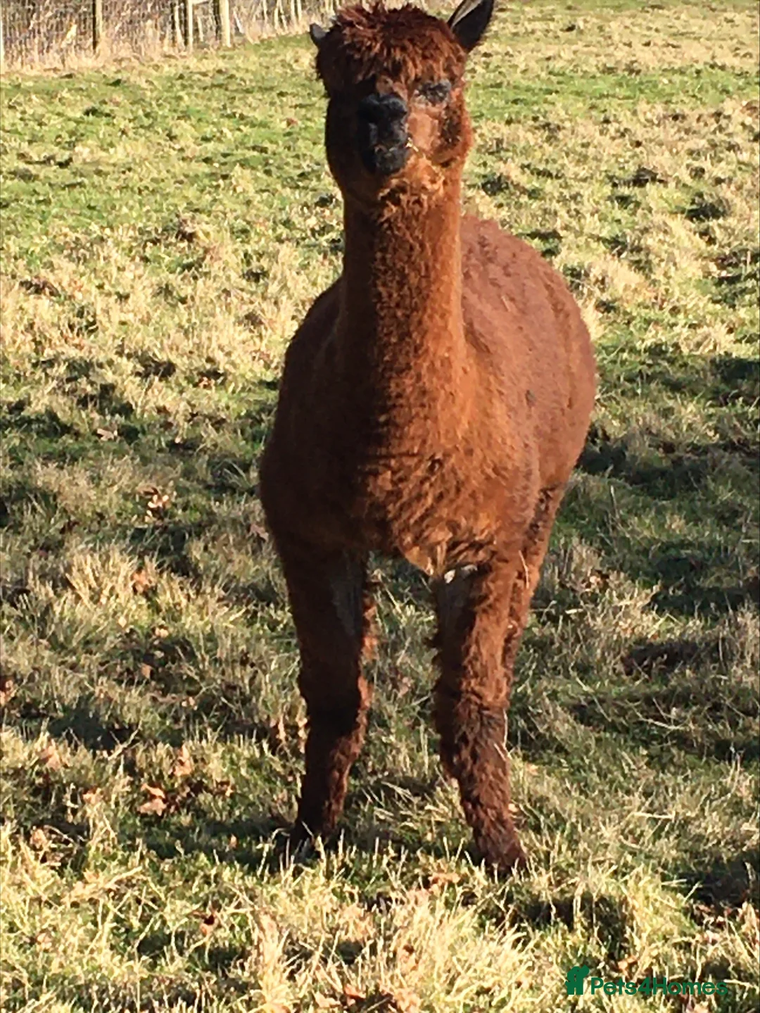Alpaca livestock for sale: Two alpaca boys  in Norwich - Advert 3