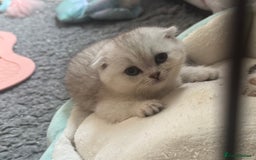 Scottish Fold cats for sale: Scottish fold female pick of litter - Image 2