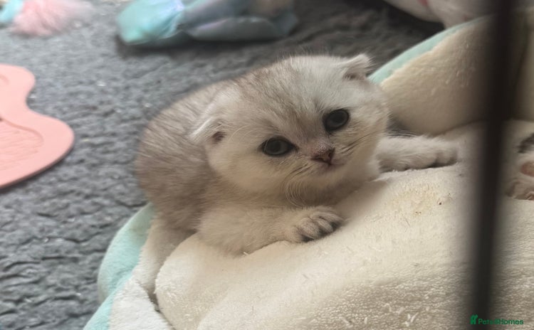 Scottish Fold cats - Advert 1