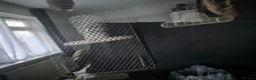 Python Snake reptiles for sale: Blue eyed lucistic royal python and vivarium  - Advert 4