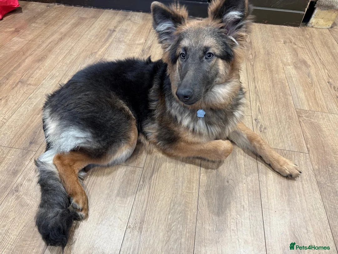 German Shepherd dogs for sale: 6 month old female German shepherd  - Advert 3