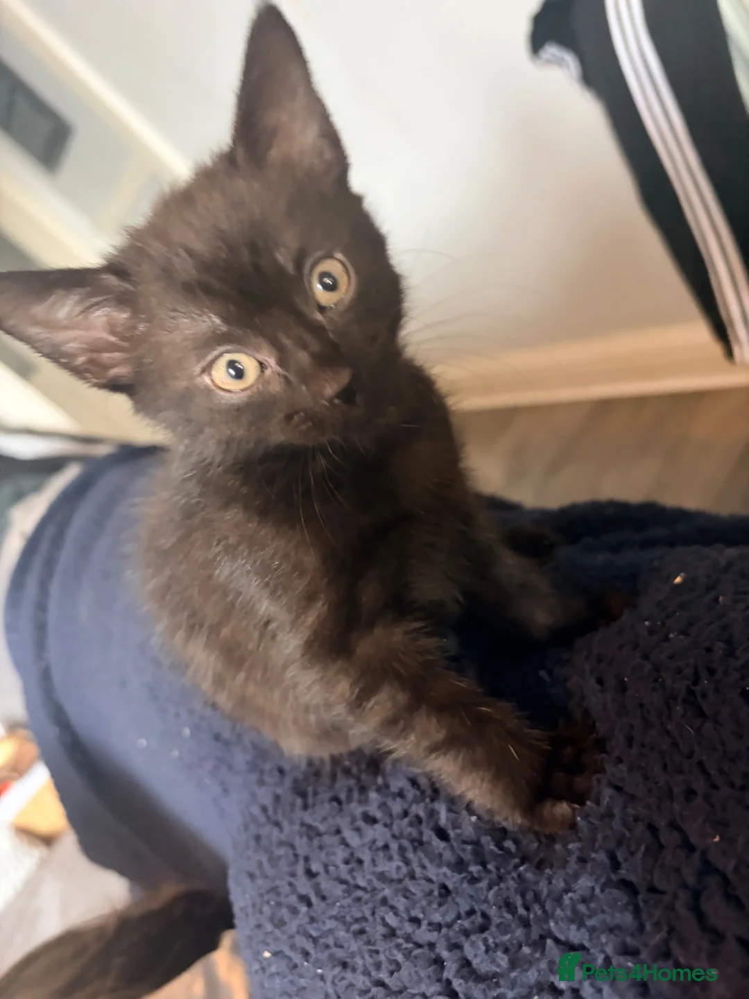Mixed Breed cats for sale: 6 kittens for sale  - Advert 2