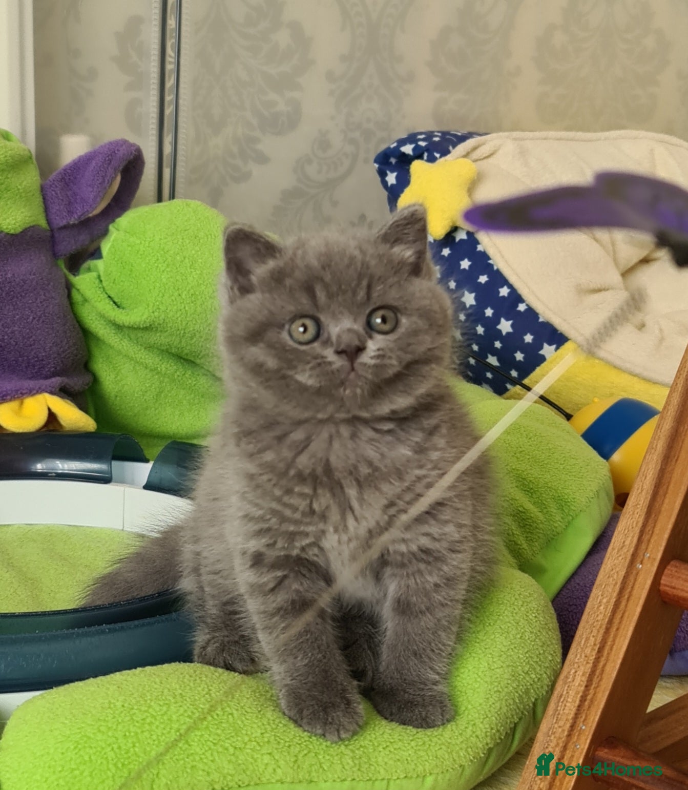 British Shorthair cats 💝GCCF REGISTERED British ShortHair Kittens  - Advert 1