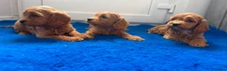 Cavapoo dogs for sale: Ready to find there forever caring homes 💙🩷 - Advert 4
