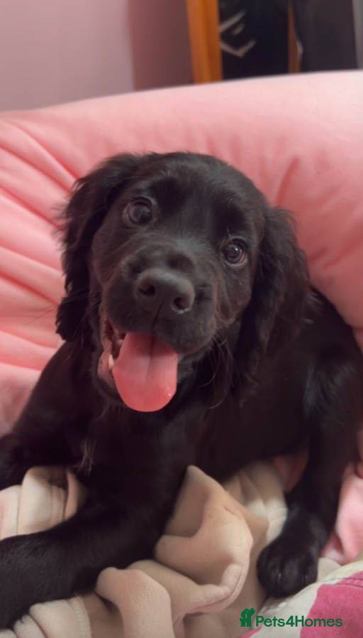 Cocker Spaniel dogs KC REG WORKING COCKER SPANIEL - Advert 1