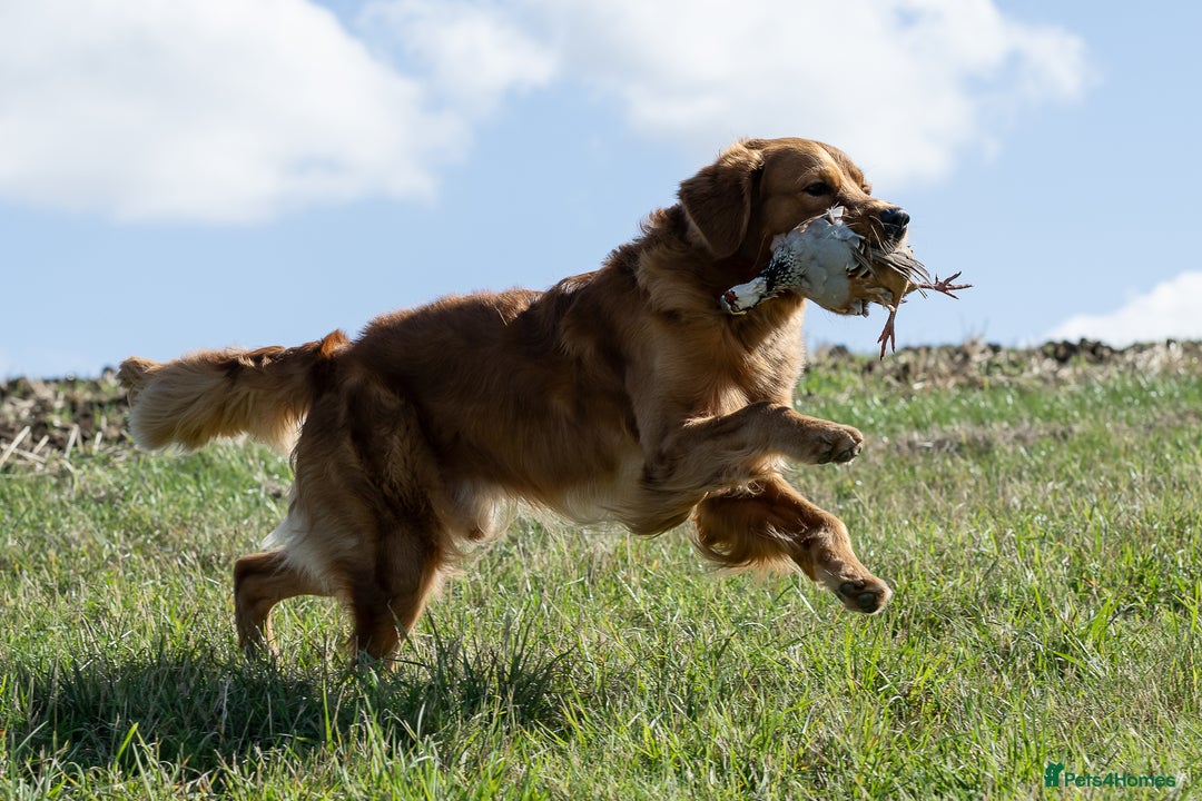 Golden Retriever dogs for stud: Fully Health Tested Show/Working Golden Retriever  - Advert 8