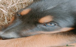 Huntaway dogs for sale: Male Huntaway Pups  - Image 6