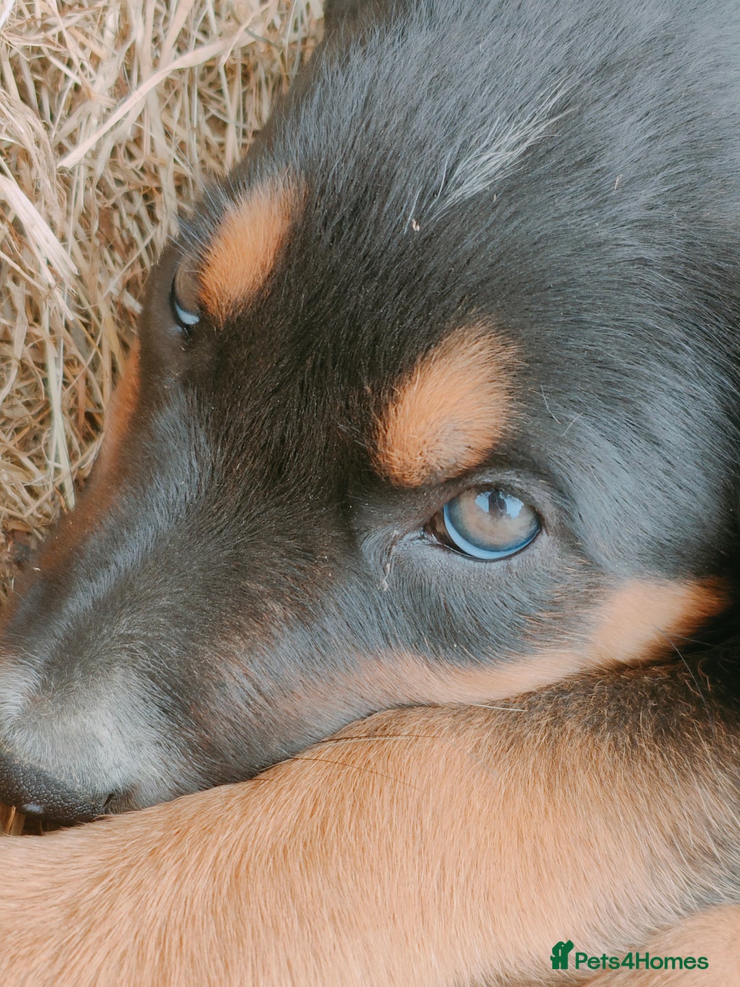 Huntaway dogs for sale: Male Huntaway Pups  - Image 6