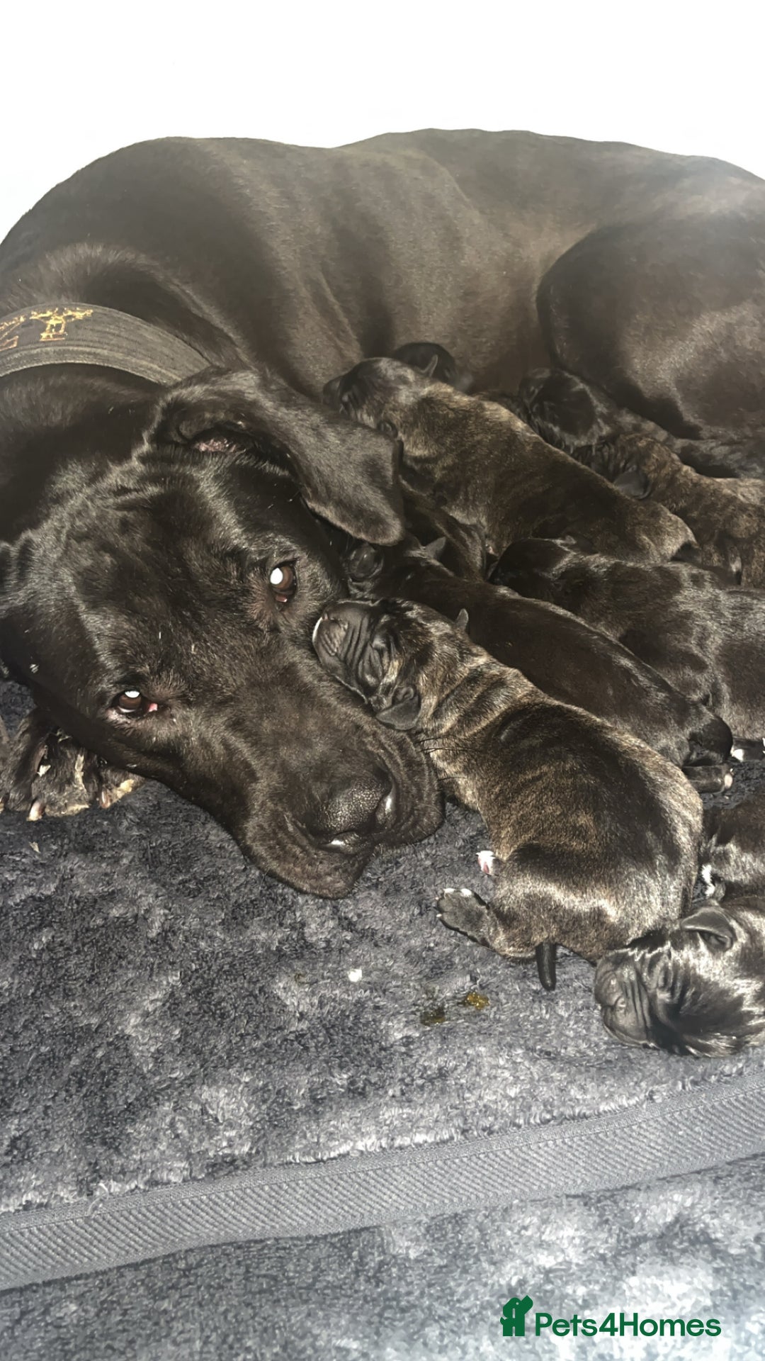 Presa Canario dogs for sale: Beautiful pedigree Presa Canario puppies  - Advert 2