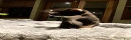 Mixed Breed cats for sale: KITTENS! Batch of Cuties for sale in Basinsgtoke - Advert 21