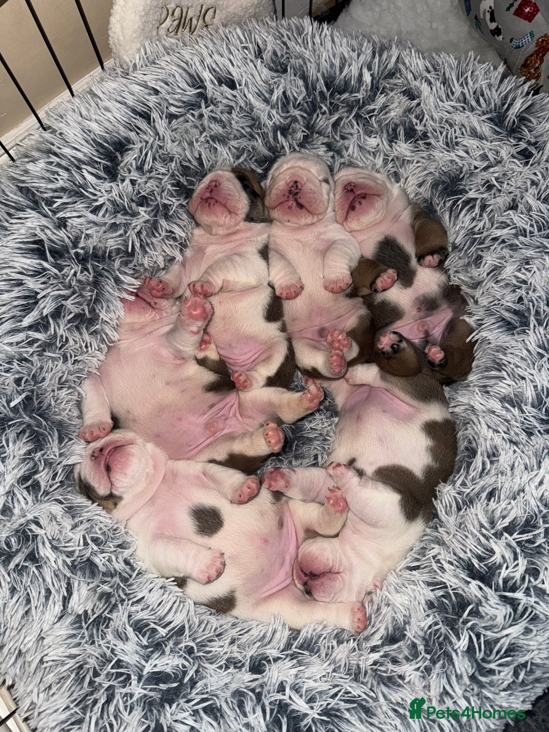 English Bulldog dogs for sale: Stunning English bulldog puppies  - Advert 7