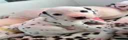 Dalmatian dogs for sale: Exceptional Litter. 2 Boys Remaining  - Advert 21