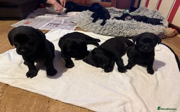 Mixed Breed dogs for sale: Labrotties - Image 6