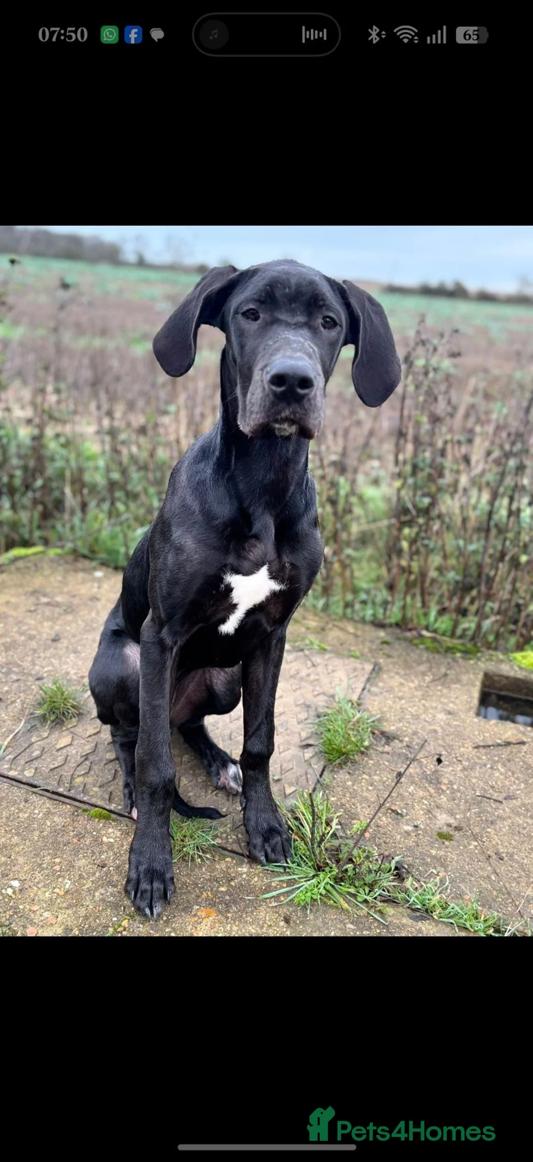 Great Dane dogs for sale: KC Registered Black Great Dane Girl, 15 Months - Advert 4