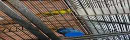 Parakeets birds for sale: Proven pair of kakarikis & Accessories  - Advert 4