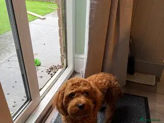 Cavachon dogs Cavapochon for sale - Advert 4