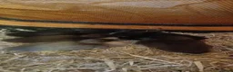 Ducks poultry for sale: Mixed bacth of Indian Runner  - Advert 4