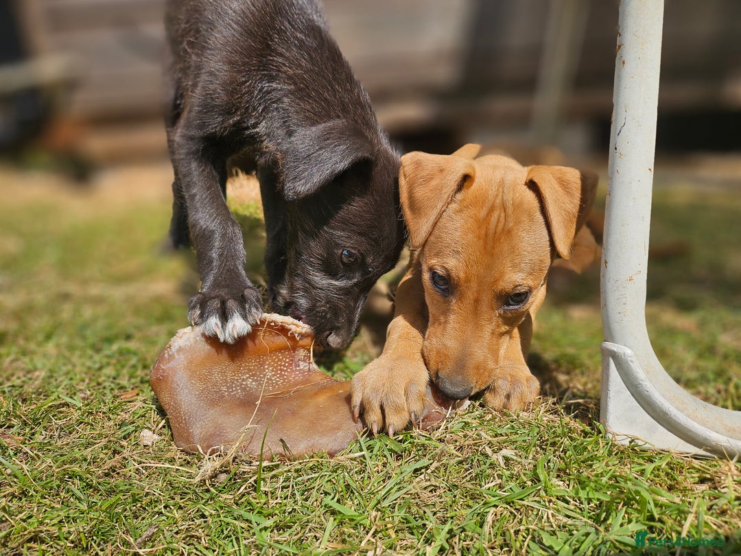 Lurcher dogs for sale: Deerhound Greyhound x deerhound Greyhound f1 - Image 31
