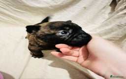 Mixed Breed dogs for sale: Beautiful frow frows for sale - Image 17