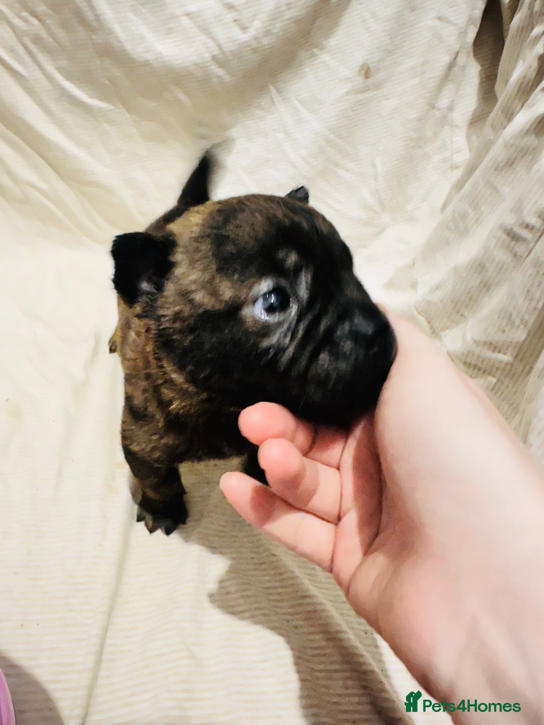 Mixed Breed dogs for sale: Beautiful frow frows for sale - Image 17