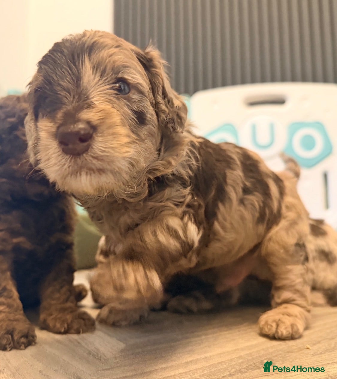 Cockapoo dogs Cockapoo  - Advert 7