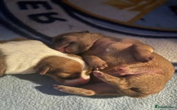 Jack Russell dogs for sale: ** Stunning Pure Miniature Jack Russell Pups ** - Image 4