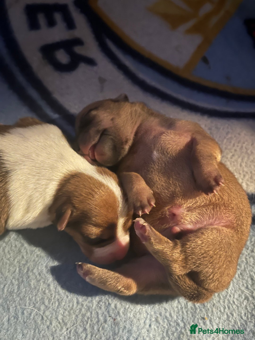 Jack Russell dogs for sale: ** Stunning Pure Miniature Jack Russell Pups ** - Image 4