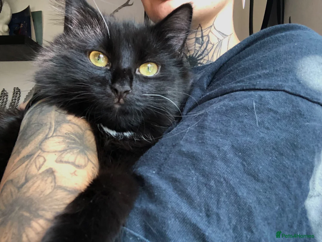 Maine Coon cats for sale: Part Maine coone 9 month old Female - Advert 2