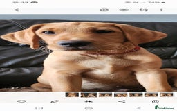 Labrador Retriever dogs for sale: KC Reg Fox Red Labrador Male. Fully vaccinated. in Mold - Image 16