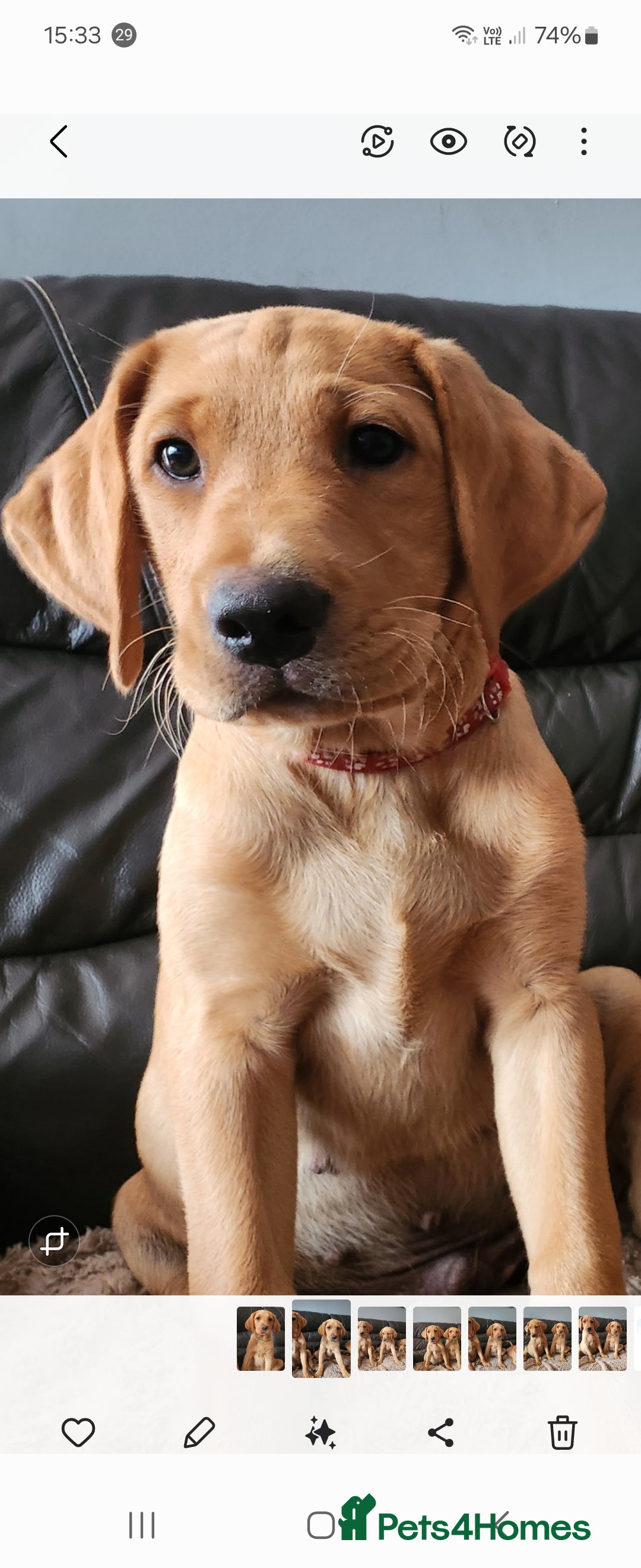 Labrador Retriever dogs for sale: KC Reg Fox Red Labrador Male. Fully vaccinated. in Mold - Image 16