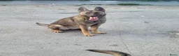 Belgian Shepherd Dog dogs for sale: Belgian malinois cross Czech Shepherd  - Advert 6
