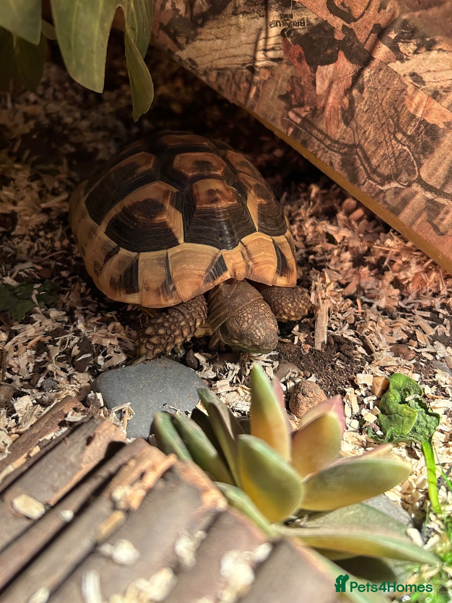 Hermann Tortoise reptiles Hermann tortoise  - Advert 1
