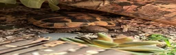 Hermann Tortoise reptiles for sale: Hermann tortoise  - Advert 1