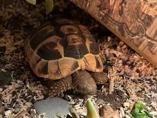 Hermann Tortoise reptiles Hermann tortoise - Advert 1
