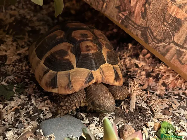 Hermann Tortoise reptiles for sale: Hermann tortoise - Advert 1
